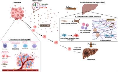 Extracellular vesicles in neuroblastoma: role in progression, resistance to therapy and diagnostics